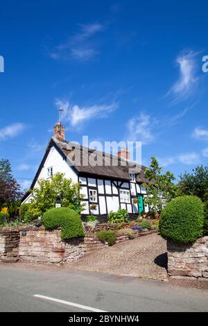 Quintessential idilliaco pittoresco cottage di campagna in legno bianco e nero con tetto in paglia nel villaggio rurale Cheshire di Eaton Foto Stock