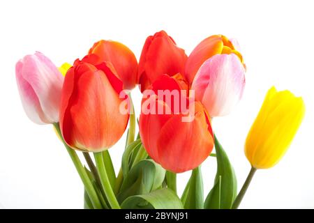 Mazzo di tulipani Foto Stock