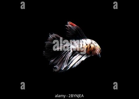 Betta pesce, siamese fighting fish isolati su sfondo nero Foto Stock