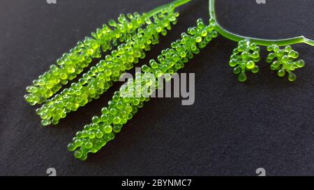 caviale fresco verde, uva di mare isolata su fondo tessuto nero Foto Stock