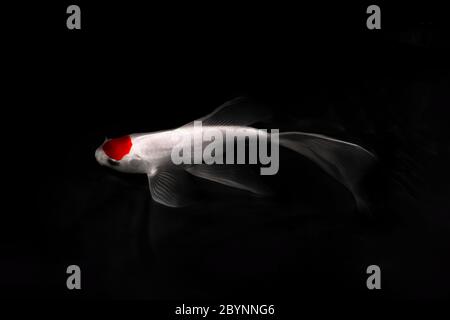 koi carp comet pesce tancho tradizionale giapponese acquario isolato su sfondo Foto Stock