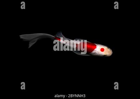 koi carpa comet pesce tancho kohaku tradizionale giapponese acquario isolato su sfondo Foto Stock