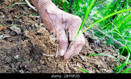 la mano è rimuovere l'erba dal terreno in giardino Foto Stock