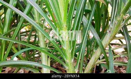 erba di napier, erba di elefante, purpureo di pennisetum Foto Stock