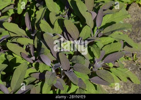 salvia officinalis con foglie fresche all'inizio dell'estate Foto Stock