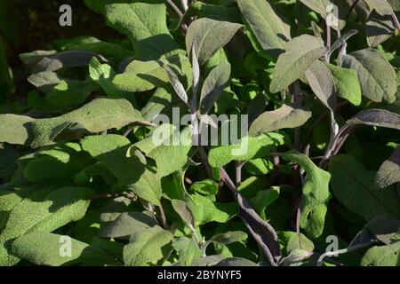 le piante di salvia anche chiamate salvia officinalis al sole estivo Foto Stock