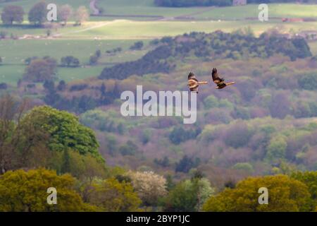 Due aquiloni rossi che volano insieme sopra gli alberi sul bordo della brughiera, Wharfedale, Regno Unito Foto Stock