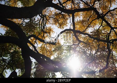 Foglie con colori autunnali dell'albero di Dioico di Gymnocladus Foto Stock