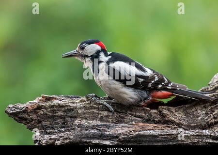 Picchio grosso macchiato / picchio grosso macchiato (Dendrocopos major) foraggio maschile su un ceppo di alberi Foto Stock