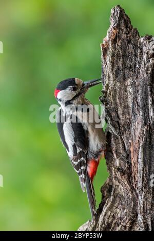 Picchio grosso macchiato / picchio grosso macchiato (Dendrocopos major) foraggio maschile su un ceppo di alberi in foresta Foto Stock