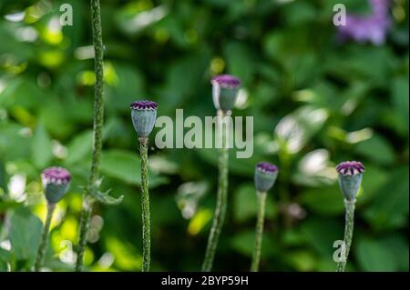 Fiori da Giardino, Papaver rhoeas, Amburgo, Germania Foto Stock