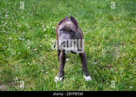 Bellissimo cucciolo americano Staffordshire Terrier nel parco Foto Stock