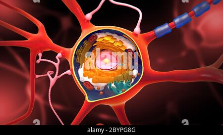 Sezione trasversale di un neurone e di una cellula-costruzione con le sue parti differenti - illustrazione 3D Foto Stock