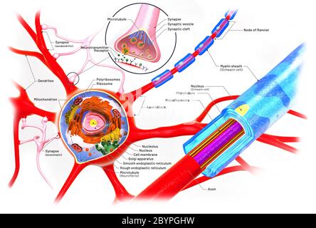 Sezione trasversale di un neurone e di una costruzione cellulare con descrizioni - illustrazione 3d Foto Stock