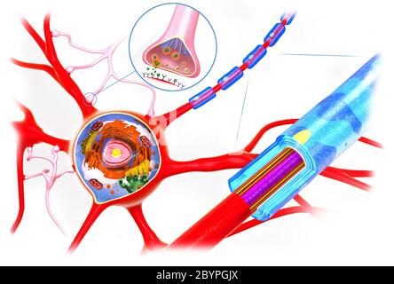 Sezione trasversale di un neurone, funzione e costruzione di cellule - illustrazione 3d Foto Stock