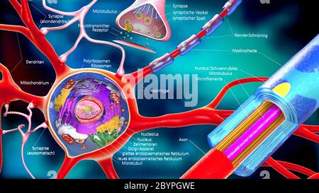 illustrazione 3d colorata di un neurone e di una costruzione di cellule con descrizioni tedesche Foto Stock