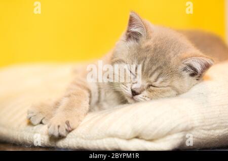 Un piccolo gattino fumoso della razza britannica Shorthair dorme su un tappetino di lana lavorato a maglia. Messa a fuoco selettiva Foto Stock