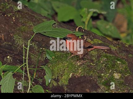 Ant-tanager (Habia fuscicauda salvini) di colore rosso, uomo adulto in piedi sul tronco di muschio Panacam, Honduras febbraio 2016 Foto Stock