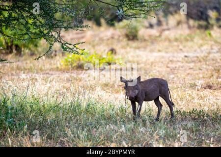 Un warthog nella savana del Kenya Foto Stock