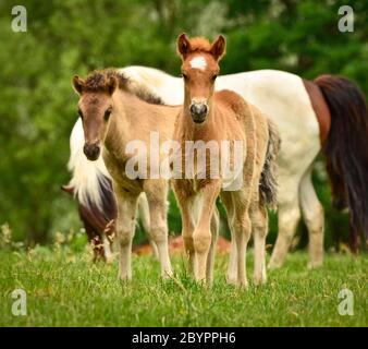 Un mare di cavallo islandese sta guardando sopra i simpatici nemici del gregge nell'ampia prateria Foto Stock