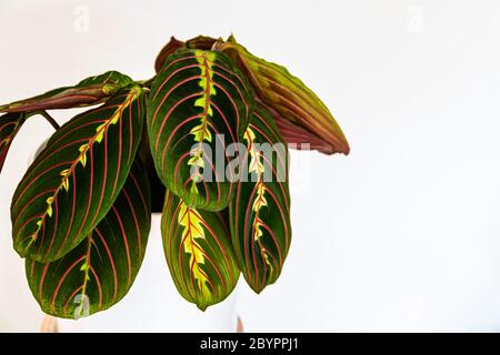 Primo piano sulle foglie decorative e colorate di una pianta di preghiera (maranta leuconeura var. Erythroneura) su sfondo bianco. Fogliame esotico di piante di casa su Foto Stock