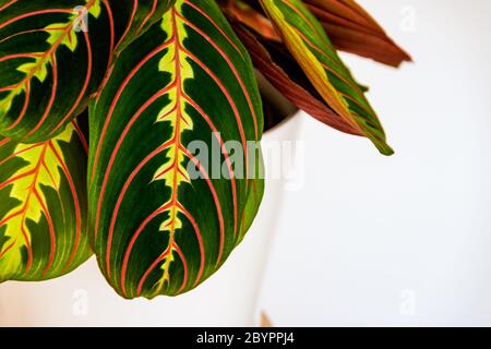 Primo piano sulle foglie decorative e colorate di una pianta di preghiera (maranta leuconeura var. Erythroneura) su sfondo bianco. Fogliame esotico di piante di casa su Foto Stock