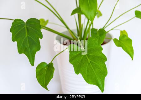 Filodendron xanadu su sfondo bianco. Primo piano su un giovane filodendro xanadu houseplat su sfondo bianco. Foto Stock