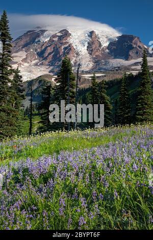 WA16611-00...WASHINGTON - Lupin fiorisce sul Mazama Ridge nel Mount Rainier National Park. Foto Stock