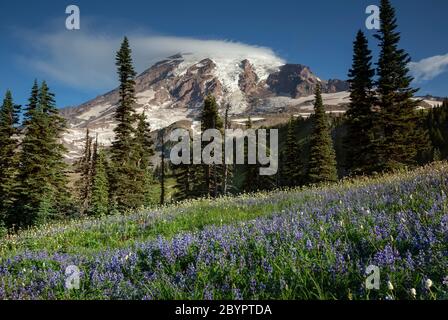 WA16612-00...WASHINGTON - Lupin fiorisce sul Mazama Ridge nel Mount Rainier National Park. Foto Stock