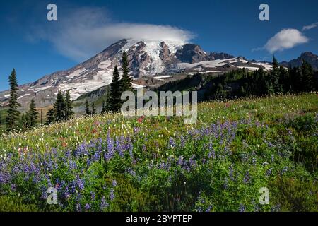 WA16613-00...WASHINGTON - Lupin fiorisce sul Mazama Ridge nel Mount Rainier National Park. Foto Stock