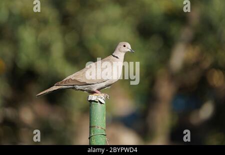 Colomba Eurasiatica (streptopelia decaocto) appollaiata su un palo in un giardino. Foto Stock