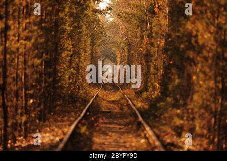 Tunnel naturale d'amore formato da alberi in autunno in Ucraina, Klevan Foto Stock