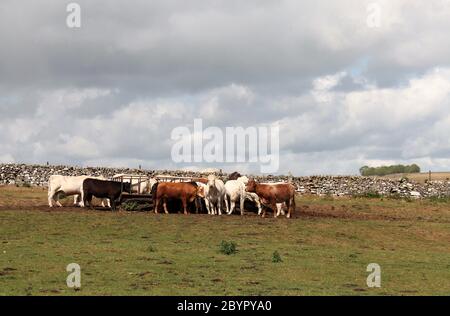 Nutrire bestiame vicino a un sentiero pubblico attraverso i terreni agricoli in una fattoria di Staffordshire Foto Stock