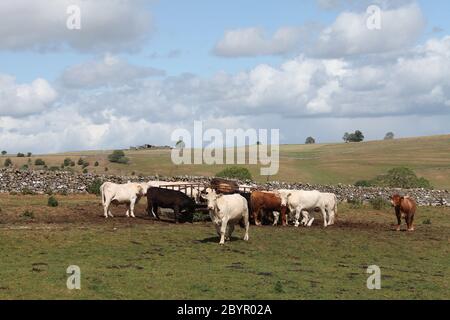 Nutrire bestiame vicino a un sentiero pubblico attraverso i terreni agricoli in una fattoria di Staffordshire Foto Stock