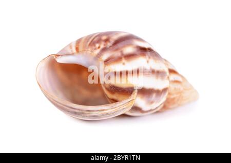 Mare cockleshell isolato su sfondo bianco Foto Stock