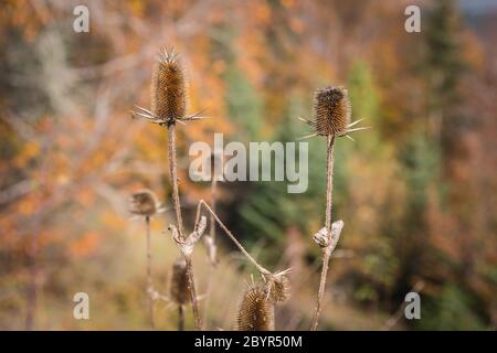 Steli spinosi secchi e teste di semi di teaselle comuni (Dipsacus fullonum aka Fuller's teasel o Dipsacus sativus) con sfondo autunno sfocato Foto Stock