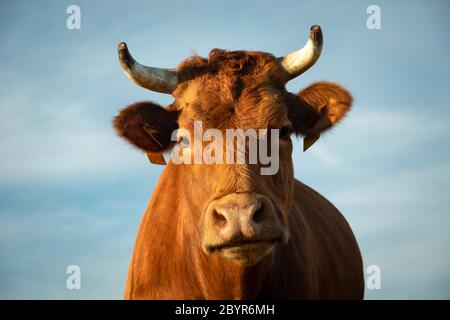 Ritratto di una mucca marrone con corna contro il cielo, vista in giornata di sole Foto Stock