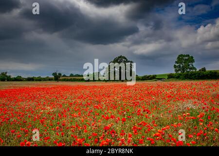 I papaveri sono ora in piena fioritura nella campagna dello Staffordshire. Questo campo si trova vicino ad una tenuta di alloggi alla periferia di Perton, Staffordshire. Credit: Anthony Wallbank/Alamy Live News Foto Stock