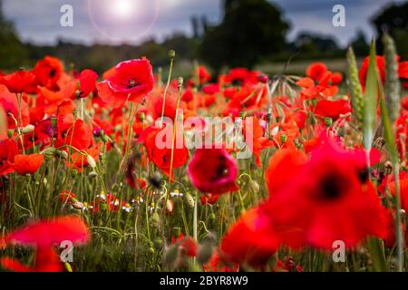 I papaveri sono ora in piena fioritura nella campagna dello Staffordshire. Questo campo si trova vicino ad una tenuta di alloggi alla periferia di Perton, Staffordshire. Credit: Anthony Wallbank/Alamy Live News Foto Stock