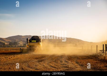 Sheffield, Canterbury, Nuova Zelanda, febbraio 10 2020: Una mietitrebbia gialla CR980 New Holland al lavoro in un campo di piselli coltivati per semi Foto Stock