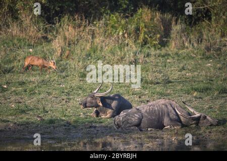 Bufalo selvaggio asiatico, Bubalus arnee, Kaziranga National Park, Assam, India Foto Stock