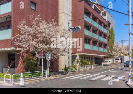 tokyo, giappone - marzo 31 2020: Fioritura dei ciliegi di fronte al semaforo riservato alla pista ciclabile e alla traversata pedonale nel quartiere di Ueno Foto Stock