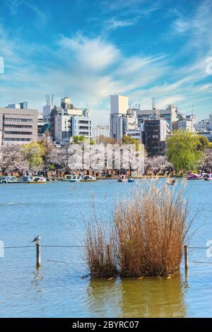 tokyo, giappone - marzo 31 2020: Gabbiano nell'erba secca del susuguki giapponese del parco di Ueno, dove coppie che godono della fioritura dei ciliegi del tempio Kaneiji e du Foto Stock