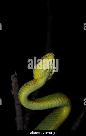 Bambù Pit Viper, Trimeresurus gramineus, Satara, Maharashtra, India Foto Stock