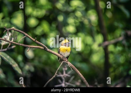 Baya tessitore, Ploceus filippino, Pune. Maharashtra, India Foto Stock