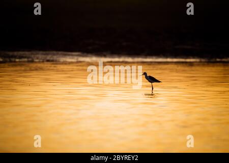 Silhouette inclinata con alata nera Foto Stock