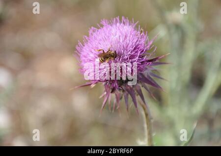 Fiori di Thistle extra.pink Silybum spectabile Fiore al tramonto con ape di miele che fa l'impollinazione. Foto Stock