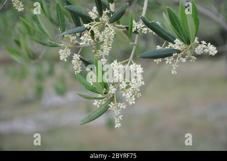 Albero di ulivo ramo piena fioritura. Bel fiore di olivo girato primo piano colori verde e giallo Foto Stock