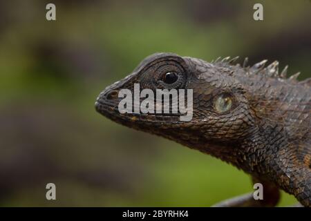 Giardino Lizard, Calotes versicolor, laterale testa shot, Kaas, Maharashtra, India Foto Stock