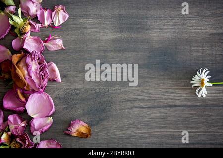 Bei gerbers su sfondo di legno marrone Foto Stock